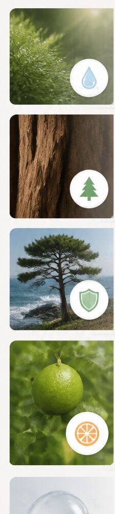 편백, 나무, 해안송, 베르가못 등 핵심 원료 이미지 모음
